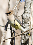 Cedar Waxwing